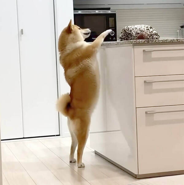 当たり前のように立ち 台の上の荷物に前足伸ばしておいしょ って 知ってたよ 柴犬の着ぐるみ着てるって 動画 21年6月3日 エキサイトニュース