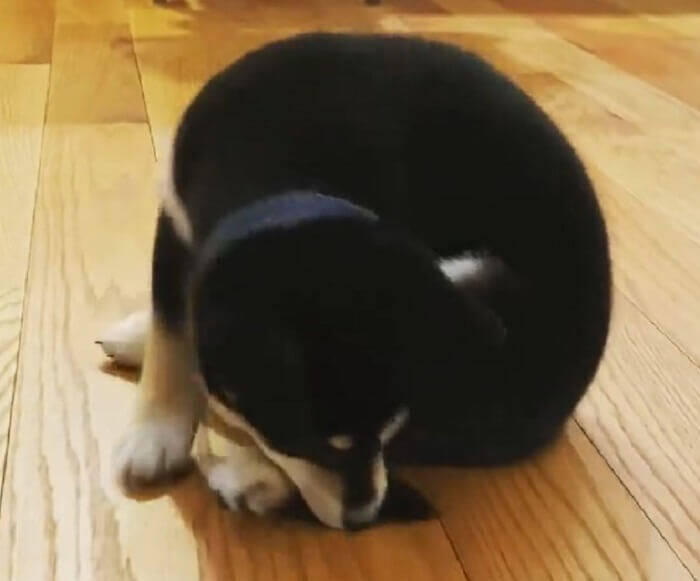 後ろに気配が それはキミの可愛いしっぽなんだ 柴犬パピーの しっぽくるくる がもう神カワイイ 動画 21年8月17日 エキサイトニュース