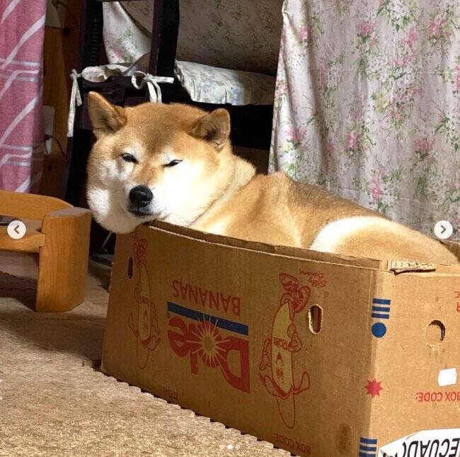 リスの頬袋にはどんぐり 柴犬の頰袋には 夢と希望が詰まっている と思う だってこんなに膨らむのだから 21年5月30日 エキサイトニュース