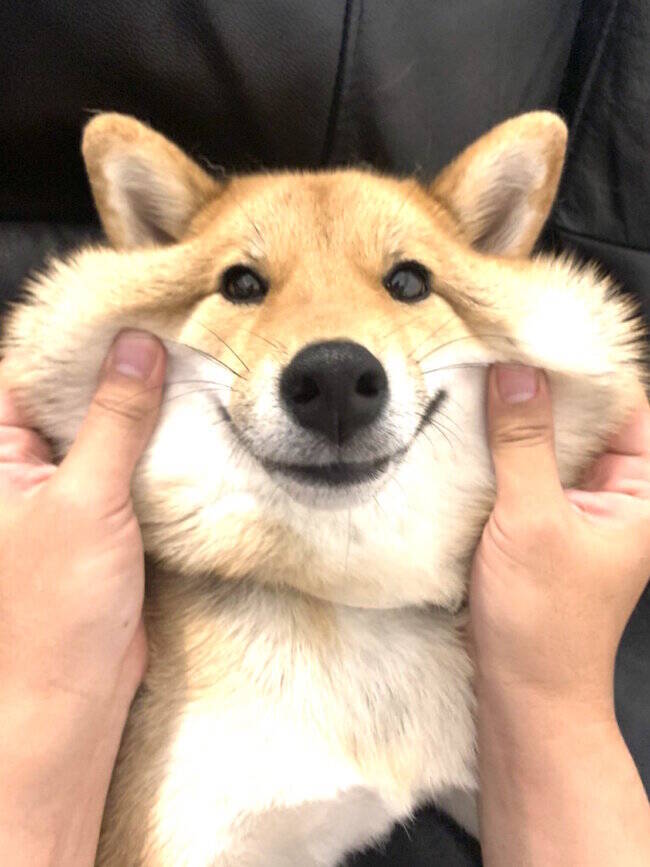 リスの頬袋にはどんぐり 柴犬の頰袋には 夢と希望が詰まっている と思う だってこんなに膨らむのだから 21年5月30日 エキサイトニュース