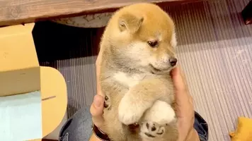 ウチの子もこんな時期があったなぁ 柴犬の子犬時代の思い出を覗いて 親心を沸かせたいと思う 動画 19年12月25日 エキサイトニュース