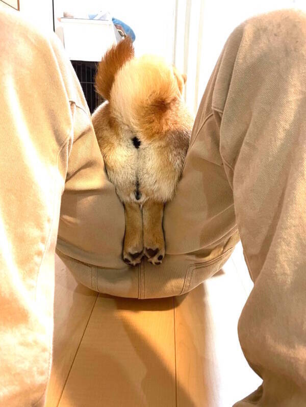 飼い主の股でくつろぐ柴犬の後ろ姿がヤバイ お尻はより丸く 足はより短く って神がかりすぎ 21年6月2日 エキサイトニュース
