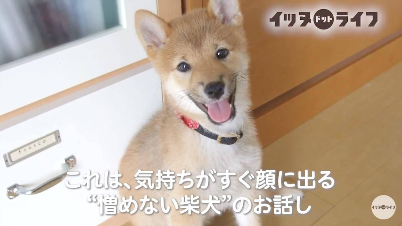 一回ご飯の器を倒し ブチ撒いてから食べるモフモフの柴犬さんがご飯の上で寝落ち中 クセも可愛さもすごい 動画 21年6月2日 エキサイトニュース