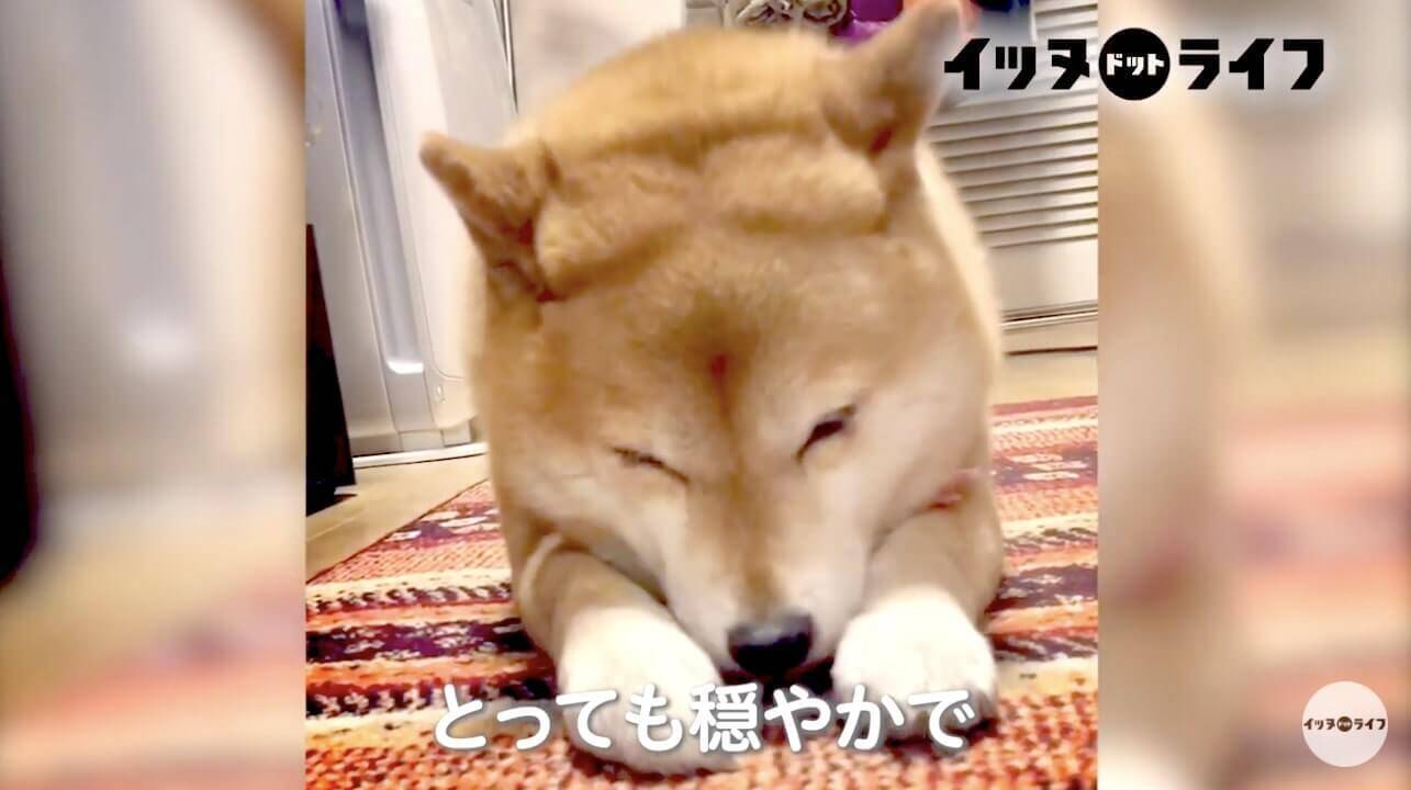 一回ご飯の器を倒し ブチ撒いてから食べるモフモフの柴犬さんがご飯の上で寝落ち中 クセも可愛さもすごい 動画 21年6月2日 エキサイトニュース