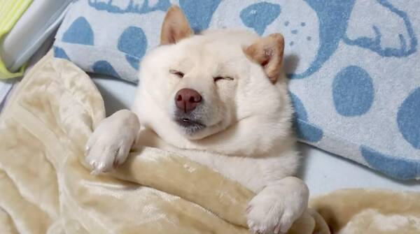 まもなく寝落ちしそうな柴犬さんの可愛いレベルが大変な事になってた しかも布団だしどうするコレ 動画 21年6月3日 エキサイトニュース