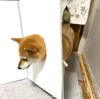 汚れちまった心だもんだから 子どものぬり絵を大人が塗ったら邪心が溢れて止まらない 17年8月23日 エキサイトニュース