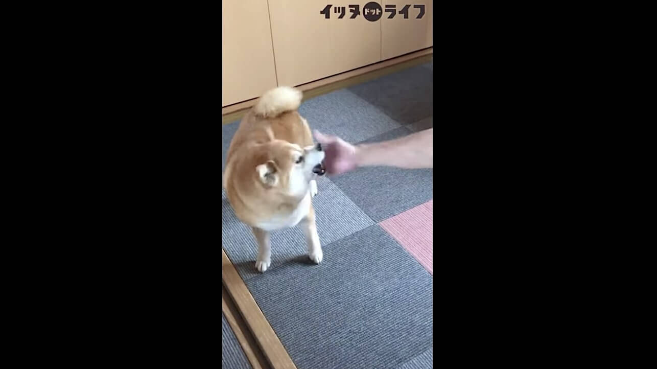 ぶりんっ 飼い主にそっと近づいて すかさずケツアタック 柴犬の独特すぎるじゃれあい方にニヤけた 動画 21年6月8日 エキサイトニュース