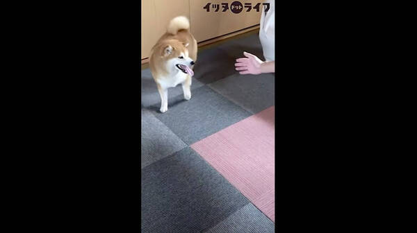 ぶりんっ 飼い主にそっと近づいて すかさずケツアタック 柴犬の独特すぎるじゃれあい方にニヤけた 動画 21年6月8日 エキサイトニュース