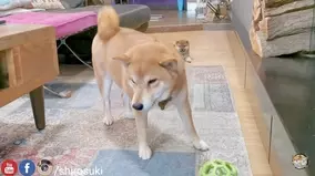 超リアルな柴犬の絵だと思ったら リアルガチの柴犬だった なんだこの芸術感溢れる柴犬さんの姿は 21年6月8日 エキサイトニュース