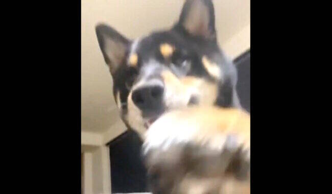 『撮るなら言って…（照）』スマホでこっそり撮影してたら、盗撮に気づいてモジモジし始めた柴犬。【動画】