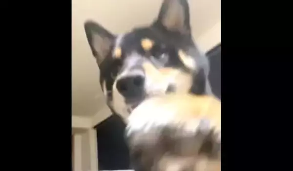 「『撮るなら言って…（照）』スマホでこっそり撮影してたら、盗撮に気づいてモジモジし始めた柴犬。【動画】」の画像