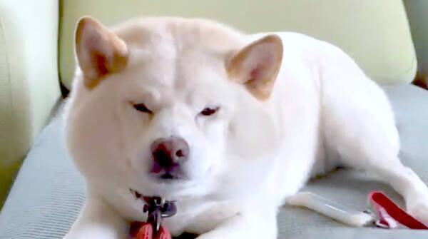 ｸﾞｯ 散歩じゃない気分の柴犬さん 行きたい時すら しょうがないなぁ 感出てて らしくて超可愛い 動画 21年6月15日 エキサイトニュース