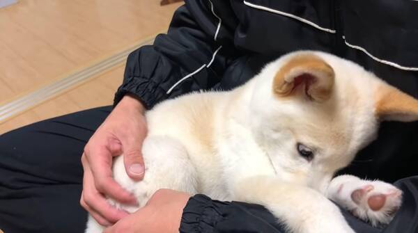 突風が怖くて子犬返り 飼い主さんの胸に顔を埋めて甘えた柴犬の 信頼や愛情 が伝わる仕草にジーン 動画 21年7月2日 エキサイトニュース