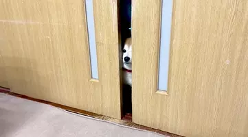 ごはんの準備を察知した柴犬赤ちゃん トコトコやってきて飼い主さんの足にしがみついてこのお顔 アカン 動画 年12月28日 エキサイトニュース