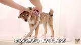 「初めてのお風呂を超いい子ちゃんに終えた柴犬パピー。湯上がりのタオルを巻かれた姿までもうずーっと可愛い！【動画】」の画像1