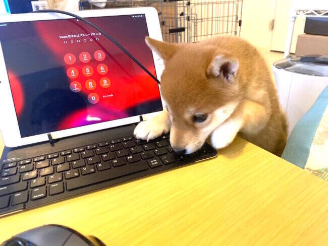 書類棚を整理していたら まるで自分も 書類です とばかりに挟まってた 構ってちゃんな柴犬 世界一可愛い説 21年6月15日 エキサイトニュース 書類棚を整理していたら まるで自分も 書類です とばかりに挟まってた 構ってちゃんな柴犬 世界一可愛い説 21年6月15日 エキサイトニュース