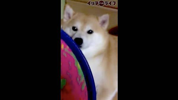 感情喪失 からの グシャッ 飼い主のイタズラを受け入れたのち 心が爆発した柴犬さんがコチラ 動画 21年6月22日 エキサイト ニュース