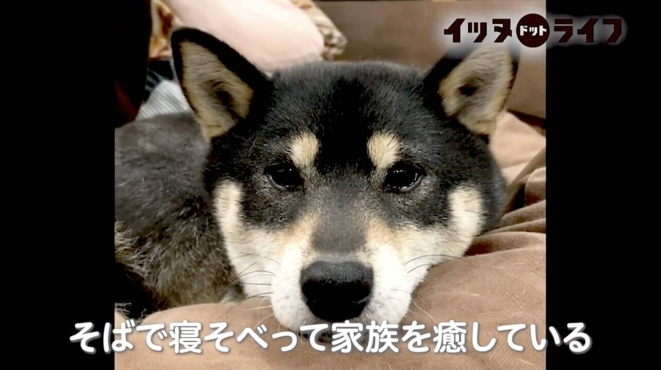 ママの癌が発覚後家族になった柴犬は 2年の闘病生活を支えたお茶目で賢い救世主 様々な 縁 に感謝 動画 2021年6月26日 エキサイトニュース 3 4