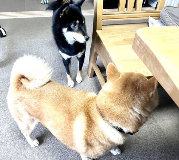 相棒柴犬のお尻をこっそりクンカしたらバレた その時の目の逸らし方が逆に正直者すぎてニヤける 動画 21年6月29日 エキサイトニュース