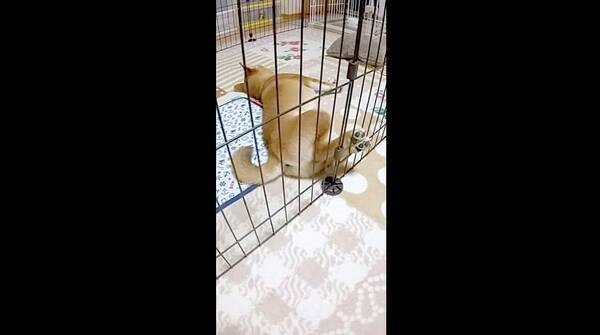 あんよの肉球を揃えちょこんと眠る柴犬が 可愛いね 待ち してるとしか ええしっかり可愛いです 動画 21年7月4日 エキサイトニュース