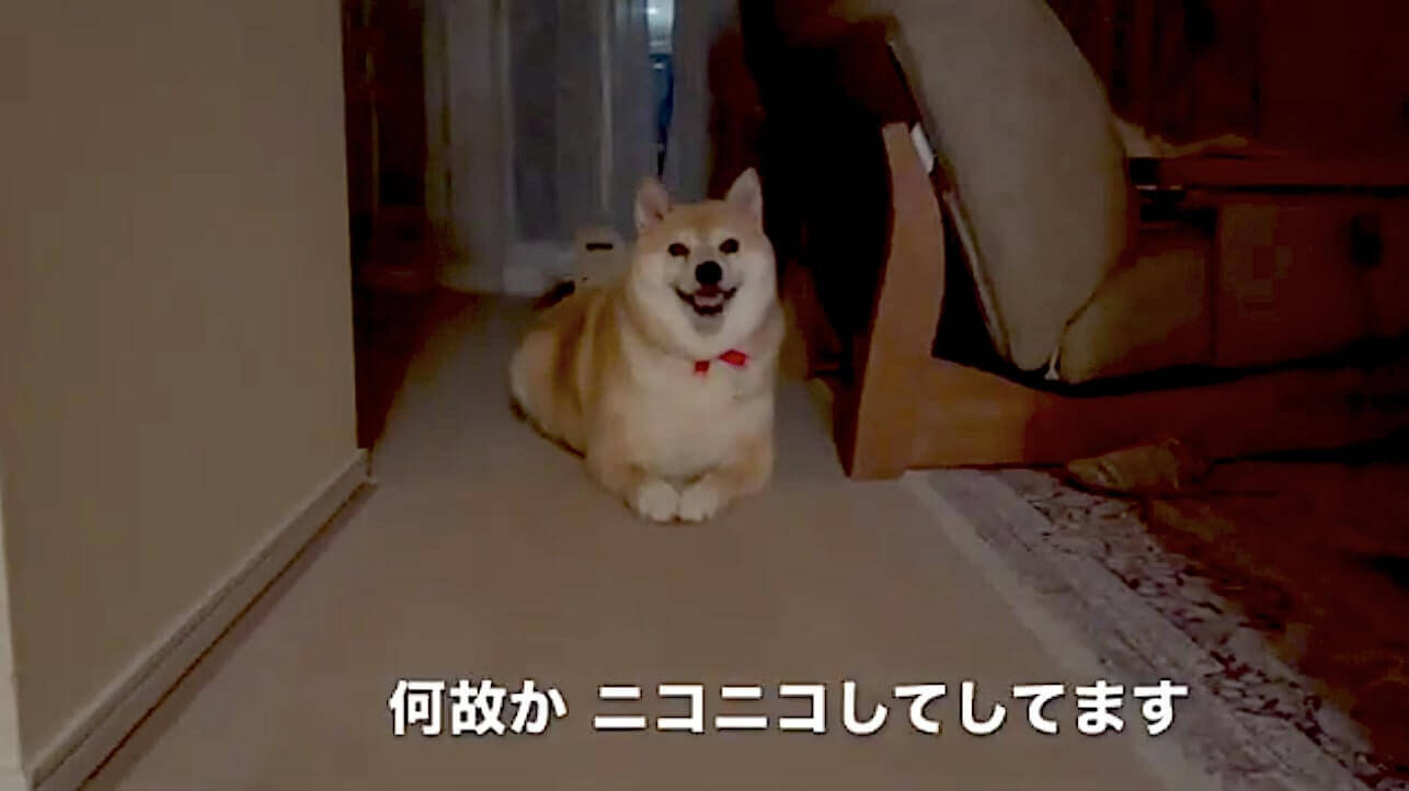 あたしまだ寝ないよ 電気消されても笑顔でイヤイヤを続ける柴犬さん 絵的にシュールすぎるわ 動画 21年7月8日 エキサイトニュース