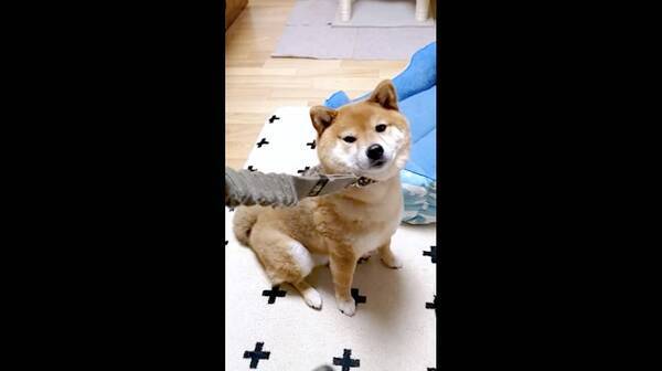 頑固な柴犬に あ 可愛い イイコ と ベタ褒め作戦 で散歩に連れ出そうとした結果 すんなり惨敗 動画 21年7月9日 エキサイトニュース