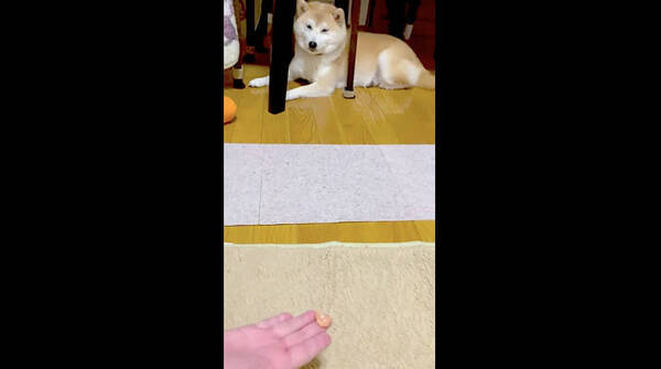お手も渋々 最強ツンデレ柴犬さんはおやつタイムもマイペース 食べた後の 触んな に泣いた 動画 21年7月13日 エキサイトニュース