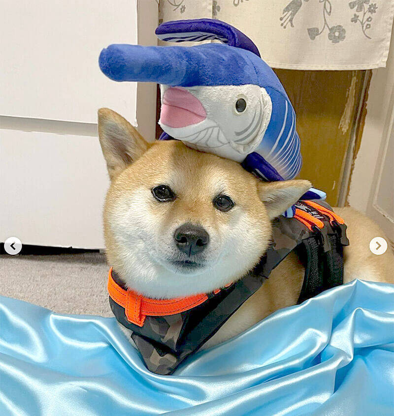 う うぐぬぬぅ ブロックに挟まるというテーマに沿って 完璧な表情を作る演技派柴犬さんがいた 動画 21年7月16日 エキサイトニュース う うぐぬぬぅ ブロックに挟まるというテーマに沿って 完璧な表情を作る演技派柴犬さんがいた 動画 21年7月16日 エキサイトニュース
