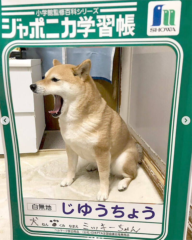 う うぐぬぬぅ ブロックに挟まるというテーマに沿って 完璧な表情を作る演技派柴犬さんがいた 動画 21年7月16日 エキサイトニュース