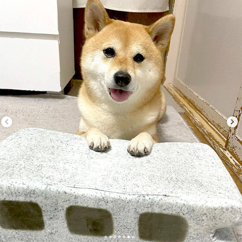 う うぐぬぬぅ ブロックに挟まるというテーマに沿って 完璧な表情を作る演技派柴犬さんがいた 動画 21年7月16日 エキサイトニュース