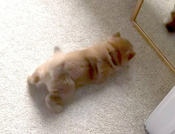 元気なパン にしか見えない 柴犬赤ちゃんが 鏡の自分 にはしゃぐ姿が終始食べたくなる可愛さだった 動画 21年7月16日 エキサイトニュース 元気なパン にしか見えない 柴犬赤ちゃんが 鏡の自分 にはしゃぐ姿が終始食べたくなる可愛さだった 動画 21年7月16日 エキサイトニュース