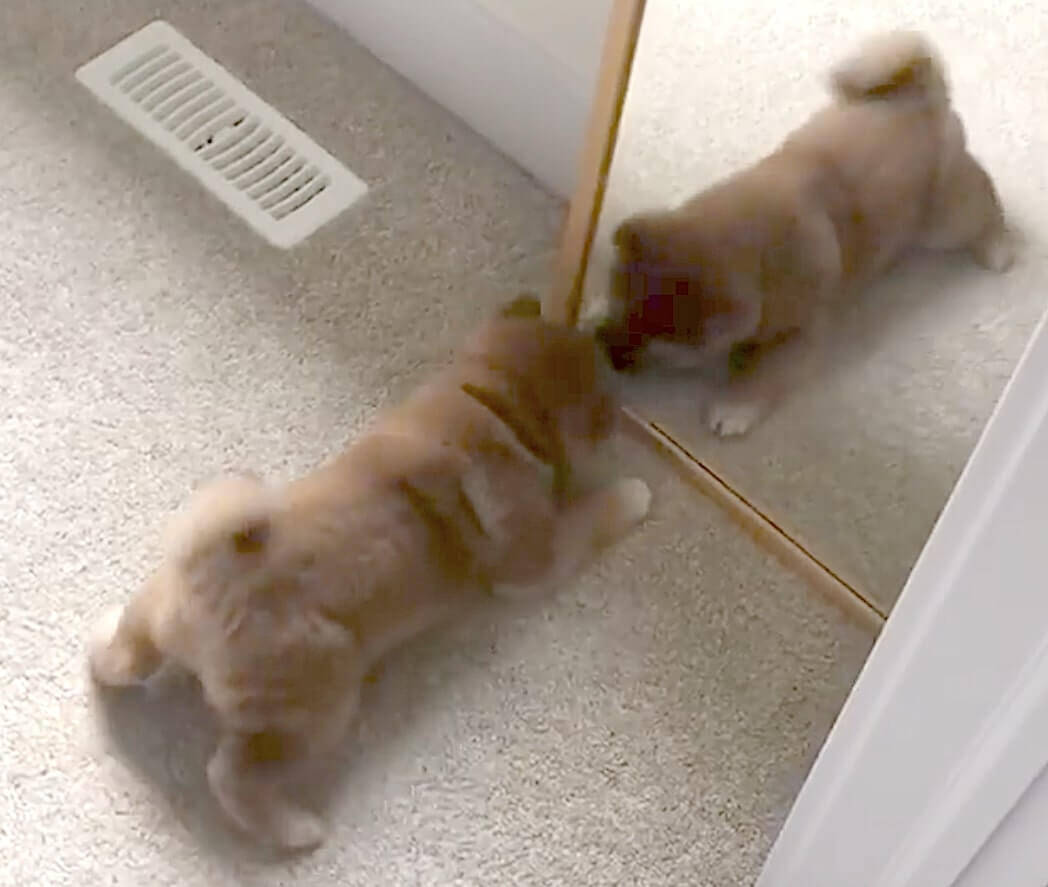元気なパン にしか見えない 柴犬赤ちゃんが 鏡の自分 にはしゃぐ姿が終始食べたくなる可愛さだった 動画 21年7月16日 エキサイトニュース