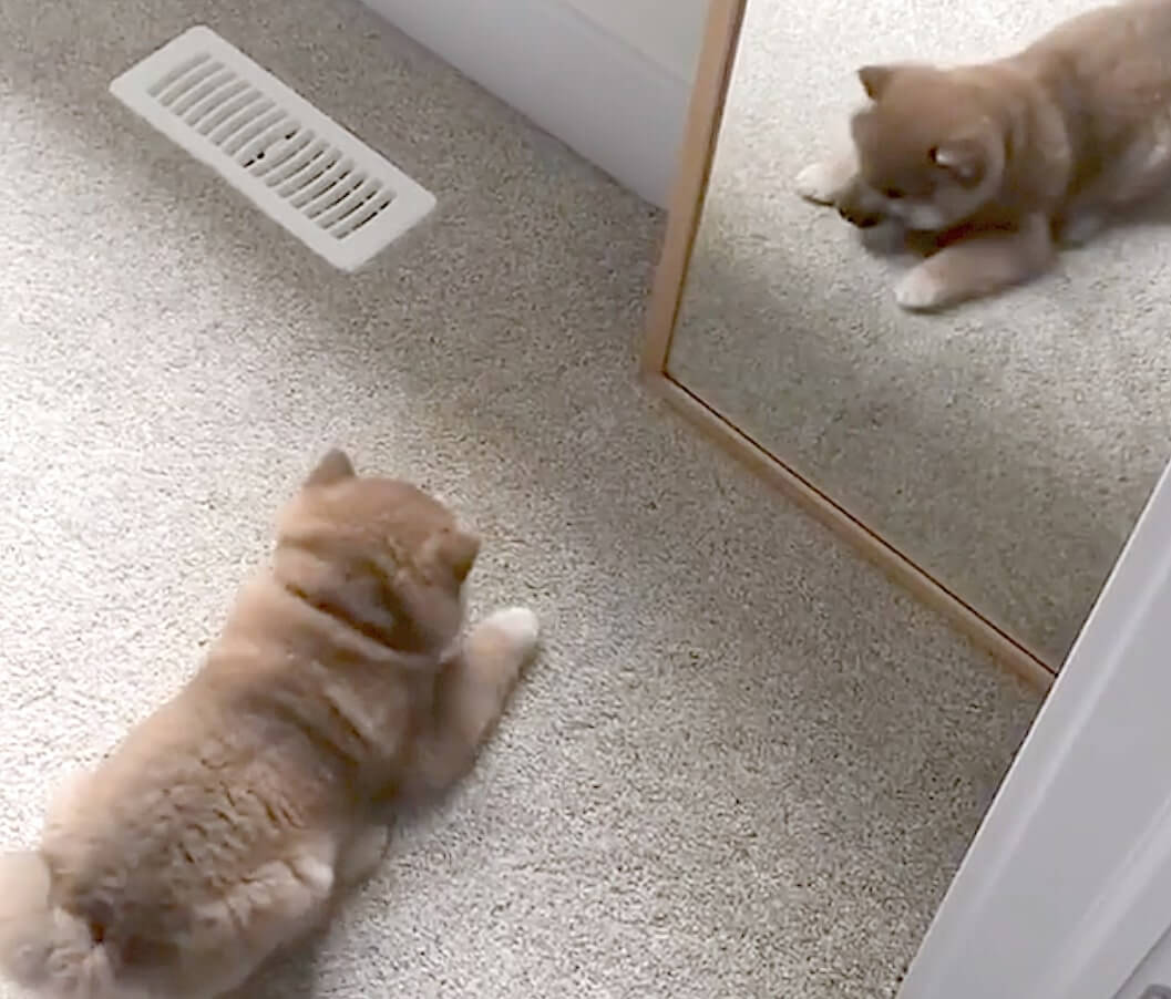 元気なパン にしか見えない 柴犬赤ちゃんが 鏡の自分 にはしゃぐ姿が終始食べたくなる可愛さだった 動画 21年7月16日 エキサイトニュース