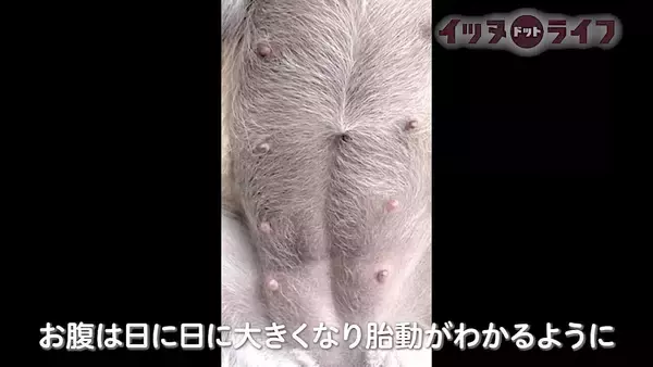 「まさに命がけの出産。死産を乗り越え育児に励む柴犬ママ、先立った姉の分まで『生きる』妹柴の姿が胸を打つ【動画】」の画像