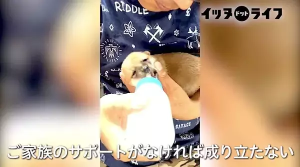 「まさに命がけの出産。死産を乗り越え育児に励む柴犬ママ、先立った姉の分まで『生きる』妹柴の姿が胸を打つ【動画】」の画像