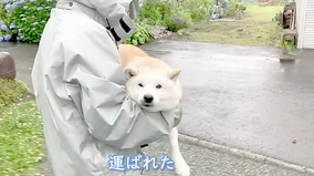 雨の日は「ぬいぐるみ戦法」を駆使して散歩に運ばれる柴犬さん。マジで圧倒的なぬいぐるみ感にキュン死【動画】