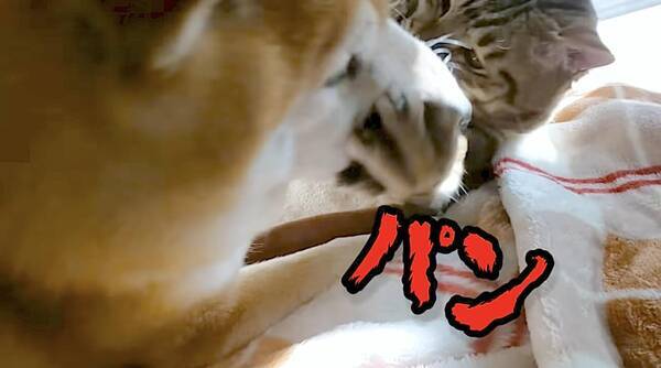 ゴキゲンに耳舐めしてあげたら ストレートに猫パンチを食らいわかりやすく落ち込んでしまった柴犬 動画 21年7月26日 エキサイトニュース