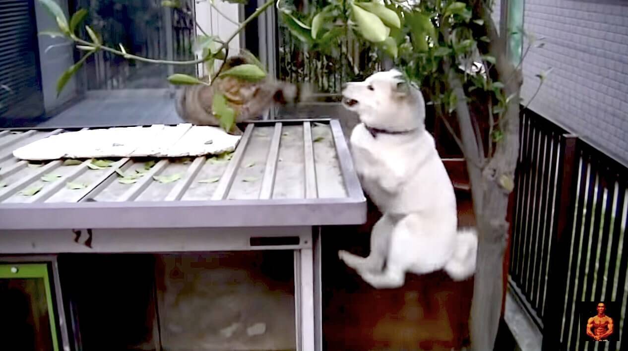 ゴキゲンに耳舐めしてあげたら ストレートに猫パンチを食らいわかりやすく落ち込んでしまった柴犬 動画 21年7月26日 エキサイトニュース 2 2