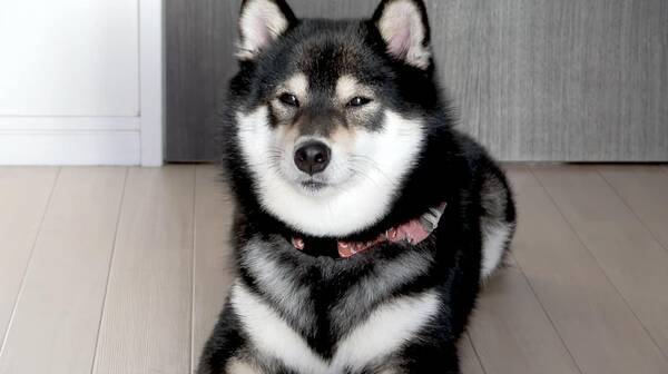 食後の歯磨きを前に めんどくさい が顔に出過ぎた柴犬 なんとも言えない顔が人間味強くて吹いた 動画 21年7月28日 エキサイトニュース