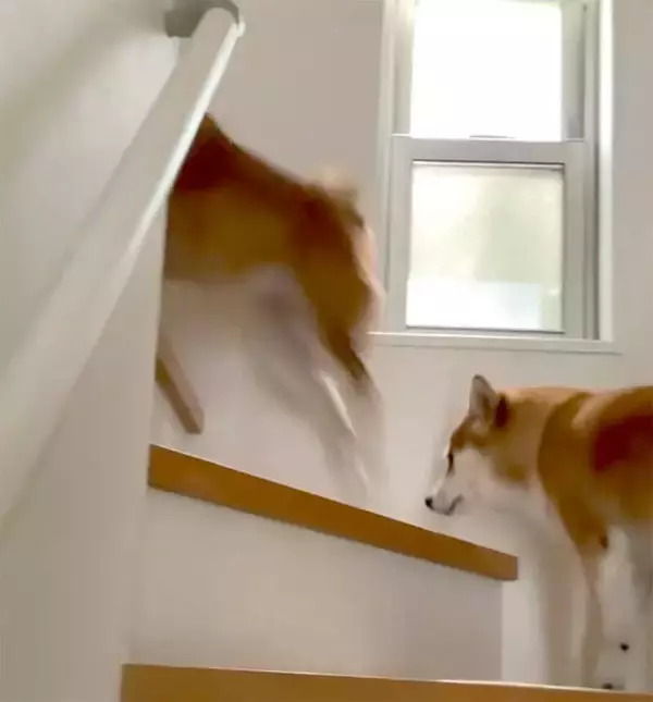 「【7月】今月の、勝手にツボった大賞～柴犬ライフ編集部厳選～」の画像