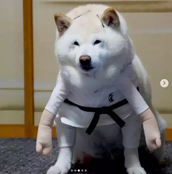 「【7月】今月の、勝手にツボった大賞～柴犬ライフ編集部厳選～」の画像