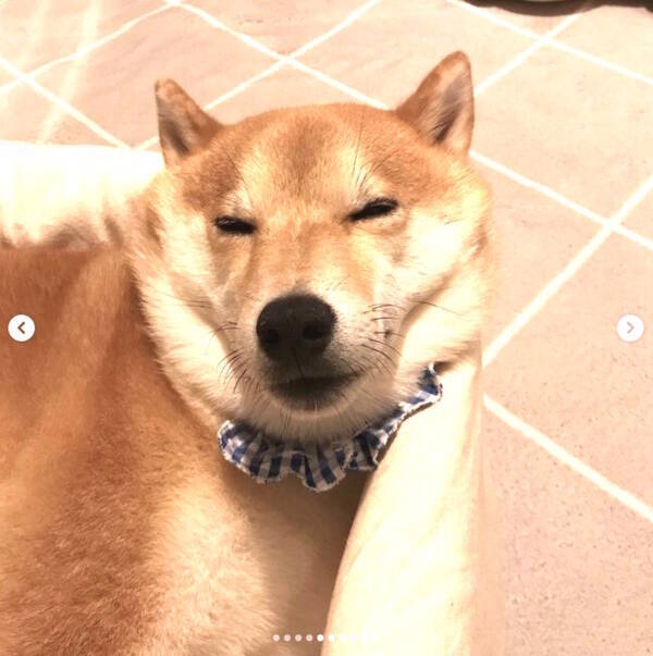 お顔マッサージの後 モフがしばらく元の位置に戻らない柴犬にジワジワ それだけで無性に可愛いとかズルイ 21年8月1日 エキサイトニュース