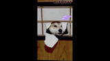 「イタズラであけた障子の穴を窓代わりにして室内チェックする柴犬。怒るどころか“出待ち”しちゃうヤツ。【動画】」の画像5