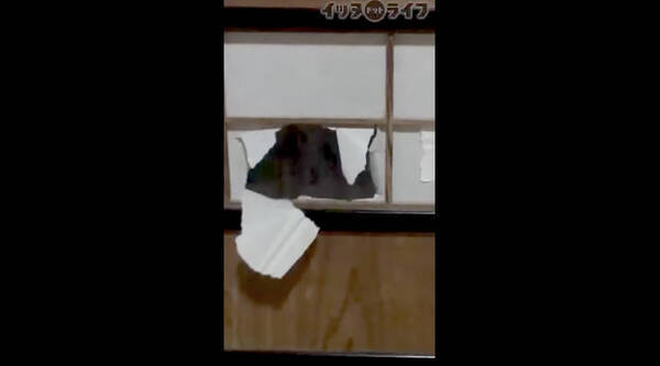 イタズラであけた障子の穴を窓代わりにして室内チェックする柴犬。怒るどころか“出待ち”しちゃうヤツ。【動画】