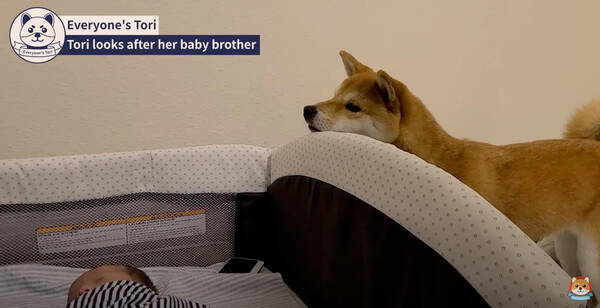 生まれた赤ちゃんが気になって仕方がない 眠る時もミルクの時もそばを離れない健気な柴犬が愛おしすぎた 動画 21年8月7日 エキサイトニュース