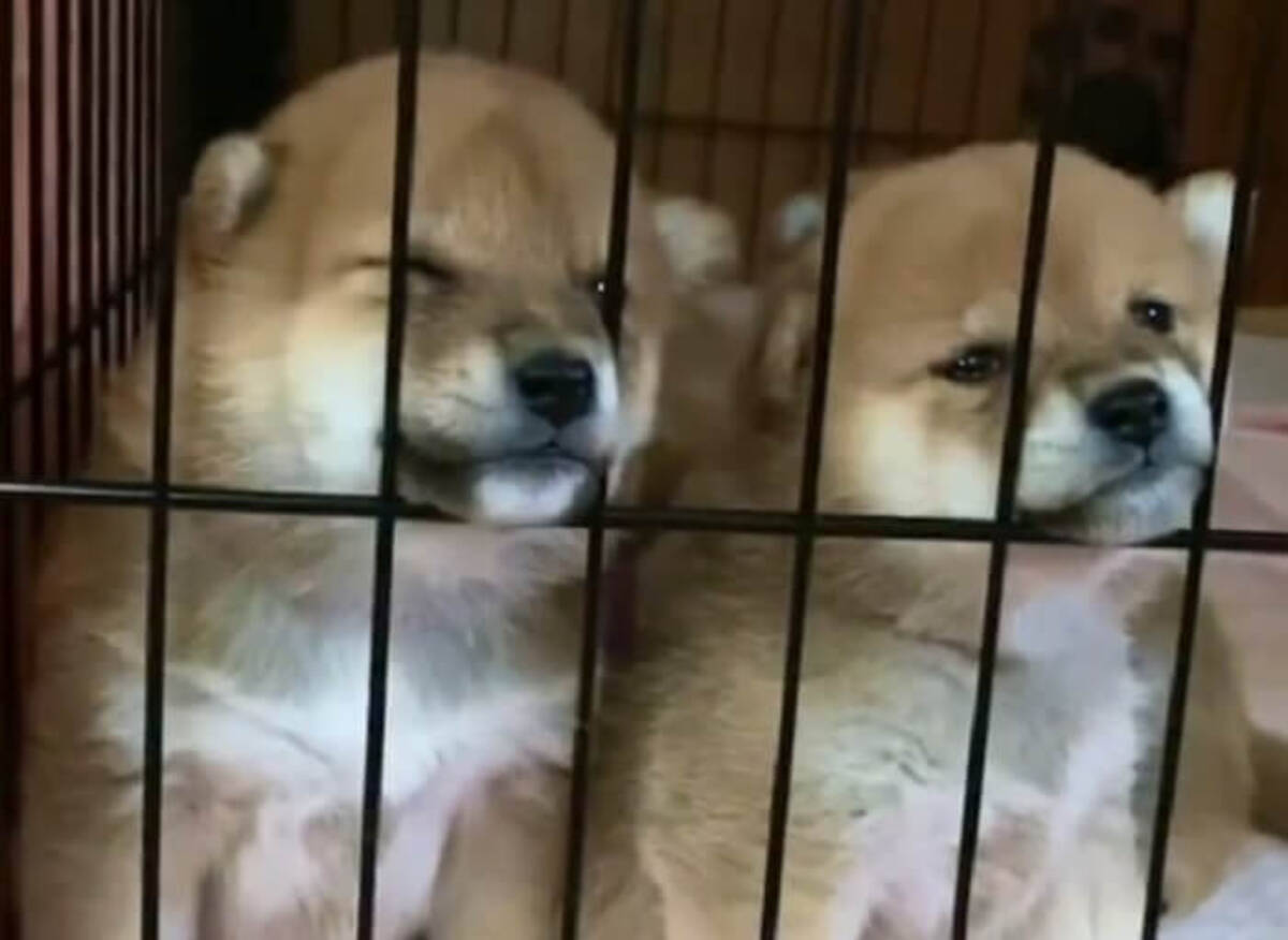ケージの外にいるママに近付こうとしたまま寝落ちした柴犬パピー もう天使以外に言葉が見つからん 動画 21年8月11日 エキサイトニュース