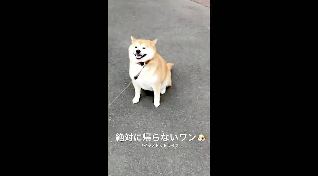 もしや 拒否犬 のモデルさんか お手本のような姿でイヤイヤする柴犬がなんだかもう美しかった 動画 21年8月9日 エキサイトニュース
