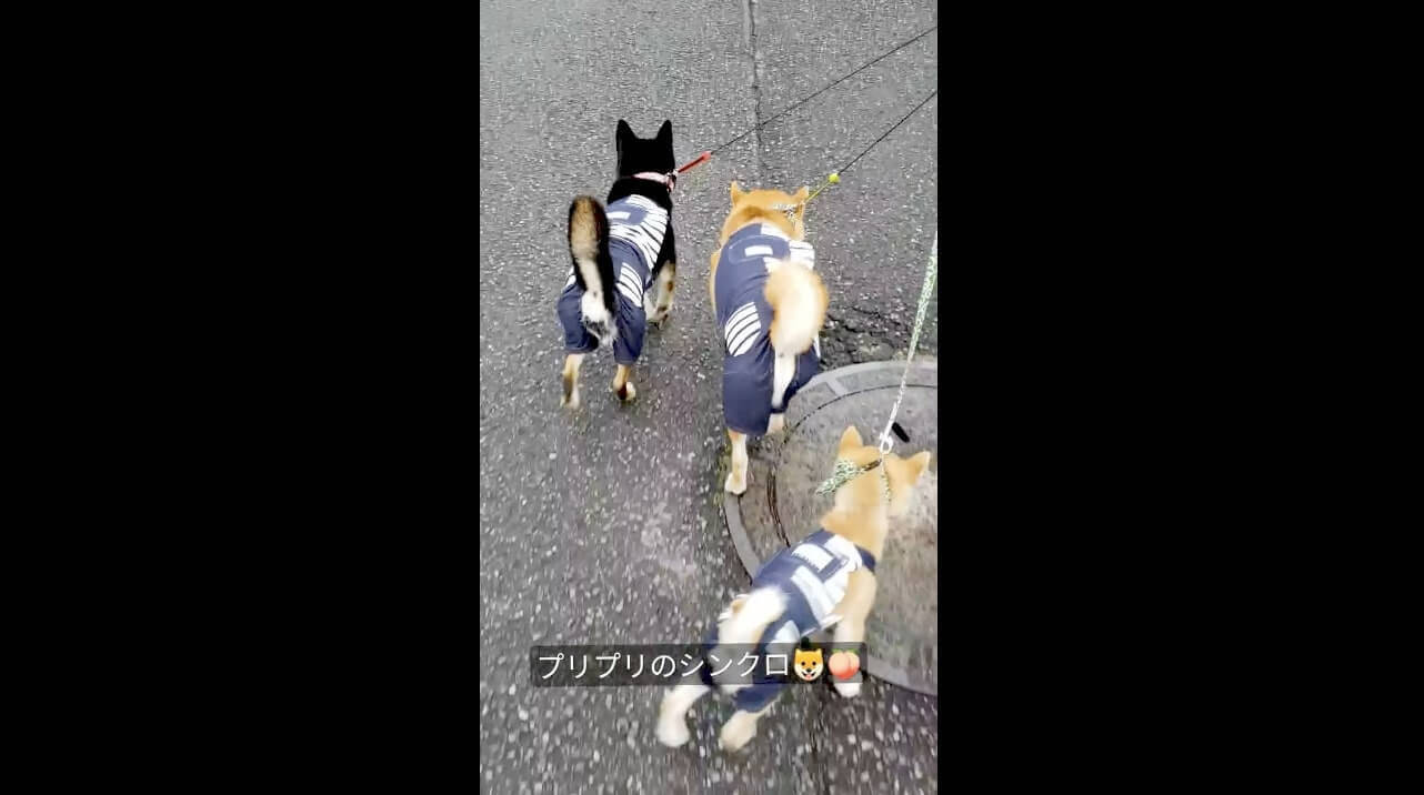 フリフリ揺れるお尻が見事にシンクロ 柴犬3頭の散歩シーンが見所多すぎてどこ見て良いのか迷子になる 動画 21年8月16日 エキサイトニュース