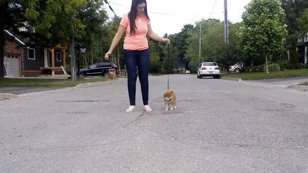ｸﾞｯ 世界一可愛いイヤイヤさんで確定 柴犬赤ちゃんがささやかに拒否犬してる姿がたまらんことに 動画 21年8月17日 エキサイトニュース