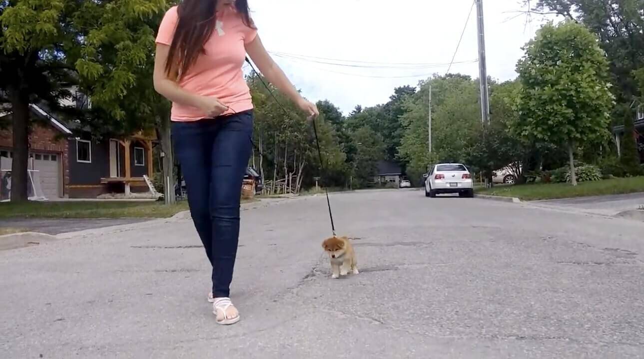 ｸﾞｯ 世界一可愛いイヤイヤさんで確定 柴犬赤ちゃんがささやかに拒否犬してる姿がたまらんことに 動画 21年8月17日 エキサイトニュース